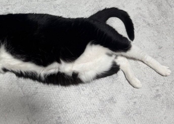 猫のお腹
