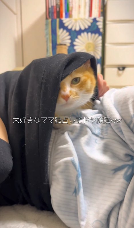 飼い主の服の中に入っている猫