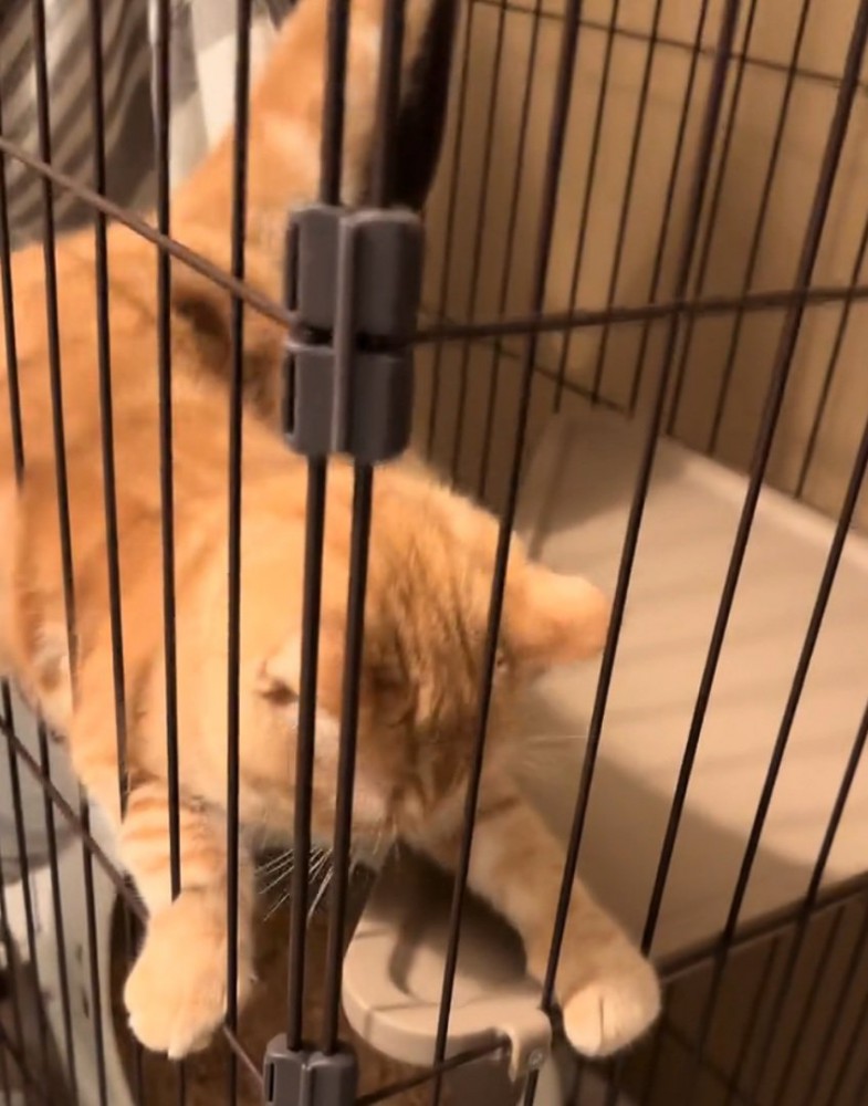 必死に耐える猫