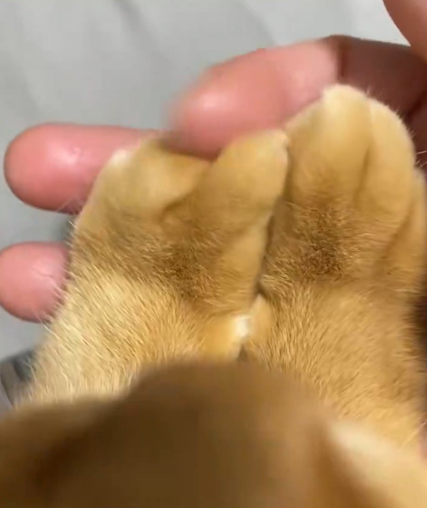 飼い主の指の動きに合わせて動く猫の指