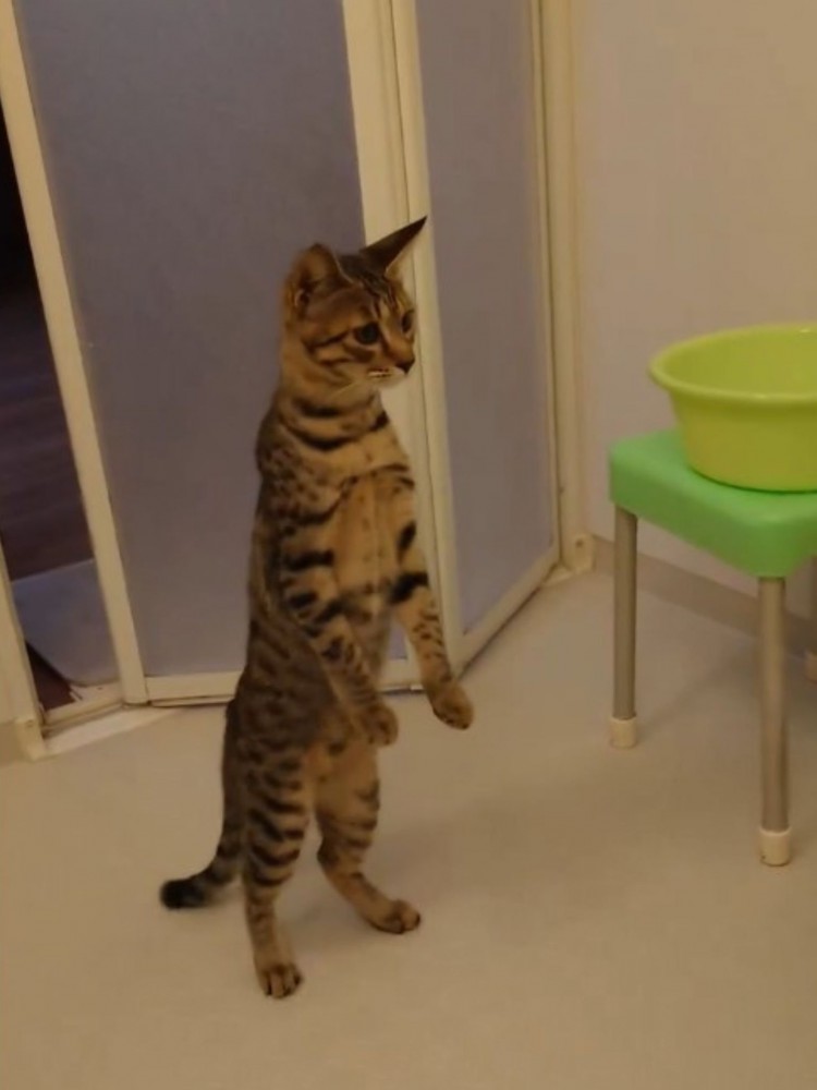 二足歩行で後ずさりする猫