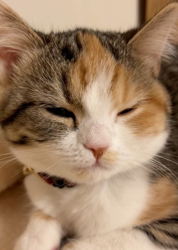 目を開く猫