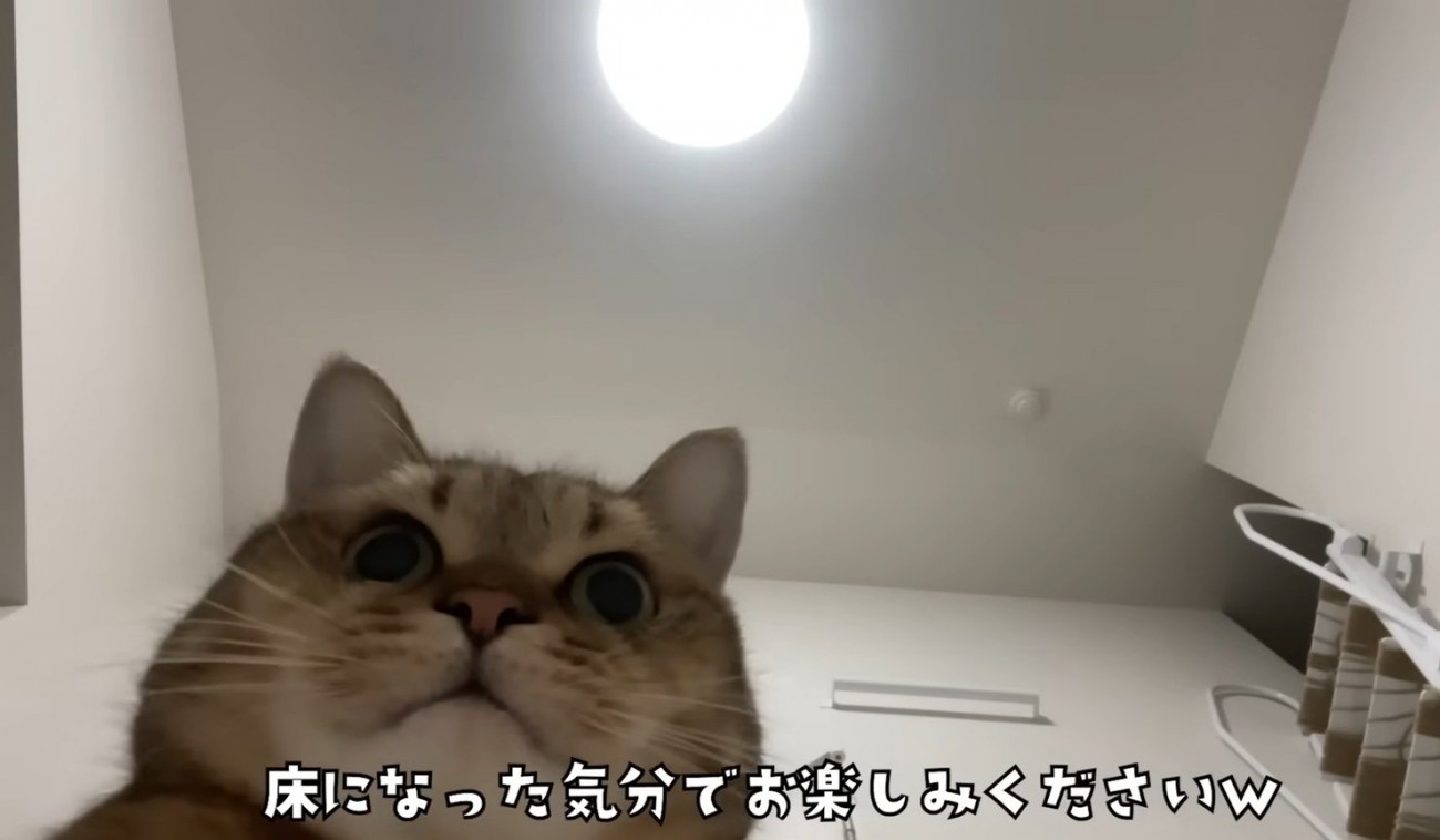 丸顔の猫