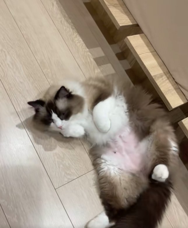 体を起こそうとしているひっくり返った猫