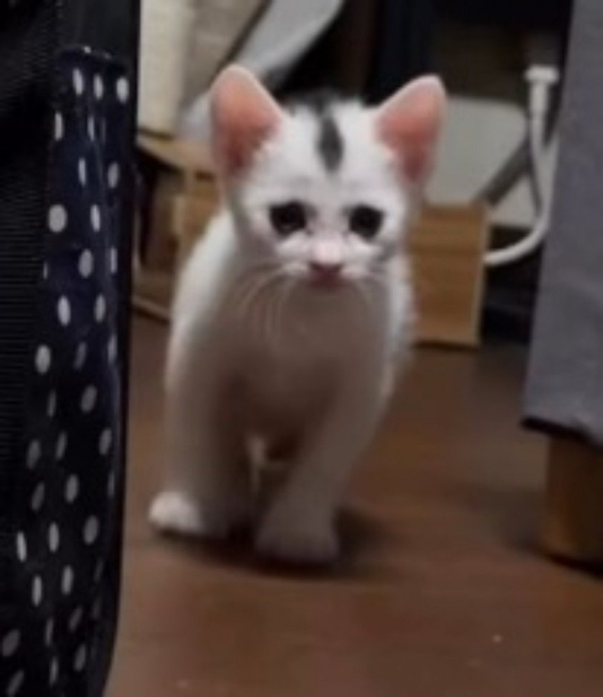 飼い主と目が合って立ち止まる子猫