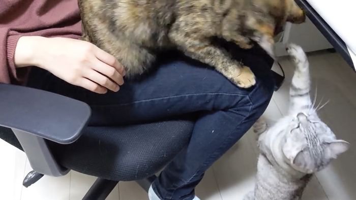 たたかれるももちゃん
