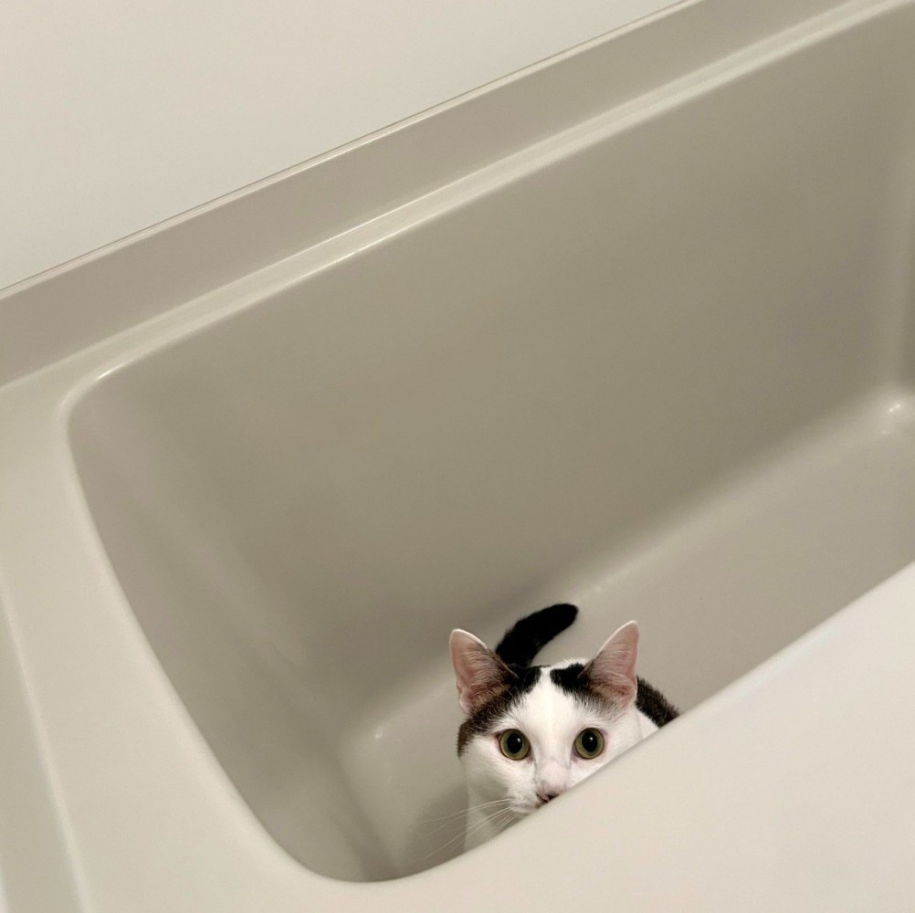 風呂から覗く猫