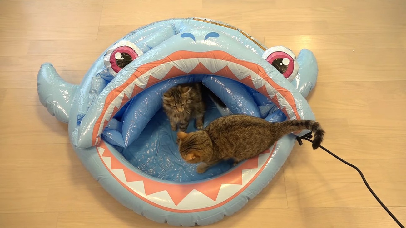 プールにいる2匹の猫