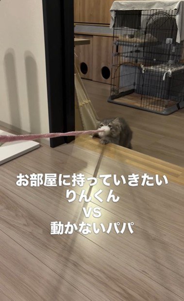 猫じゃらしを持っている猫