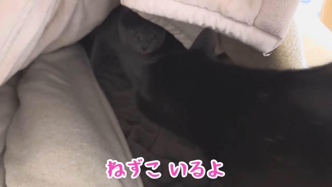 テロップ「ねずこいるよ」