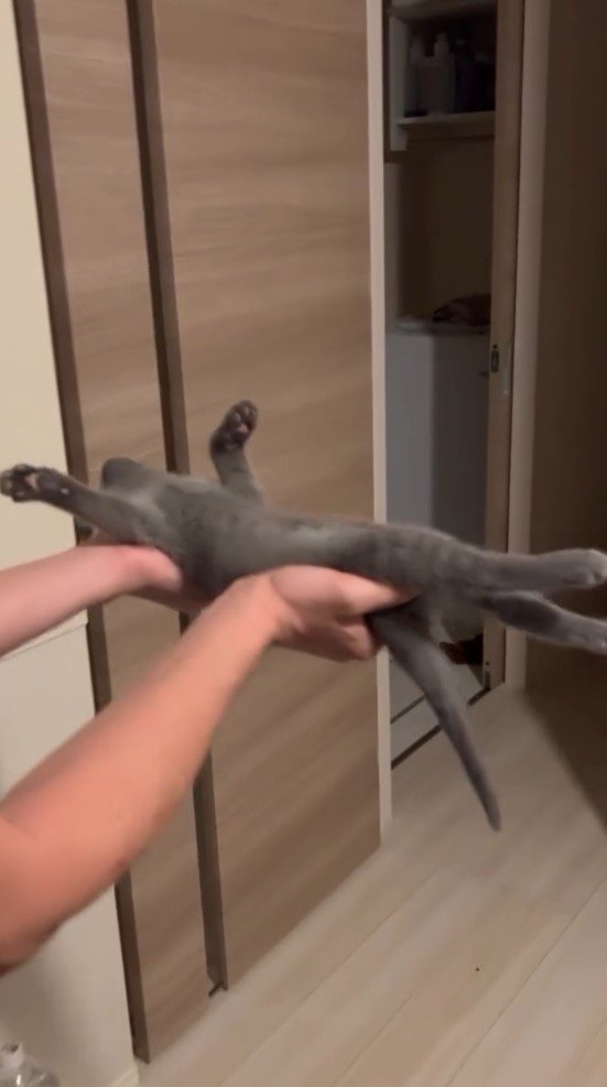 四肢をピンと伸ばして眠る子猫