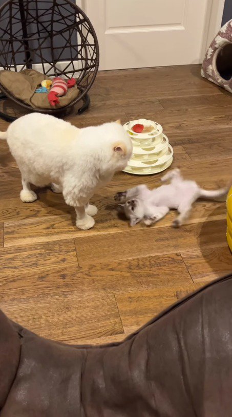 自分を見つめてくる成猫を見上げながら、体をくねらせる子猫