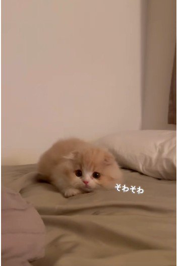 布団の上で身を低くしている子猫