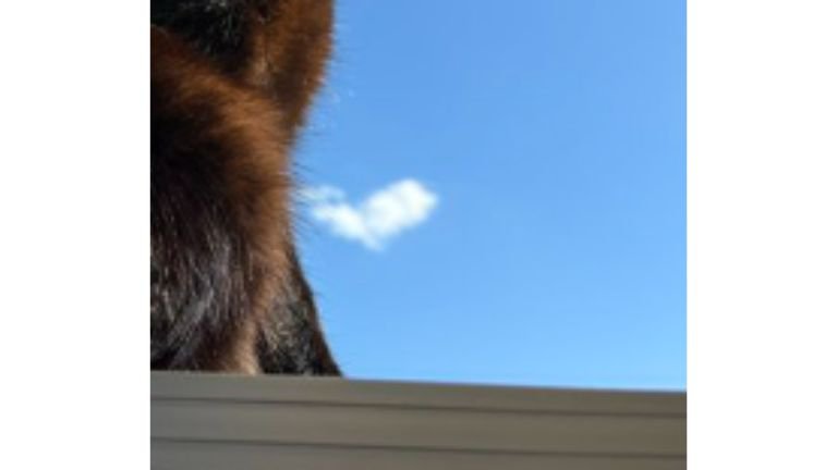 青空と猫