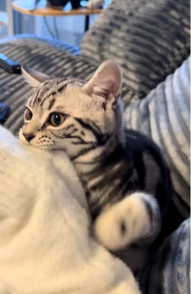 人の腕を噛んでいる猫