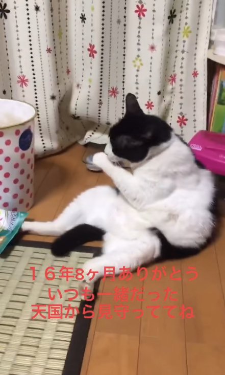 座り込んで前足を舐めている猫