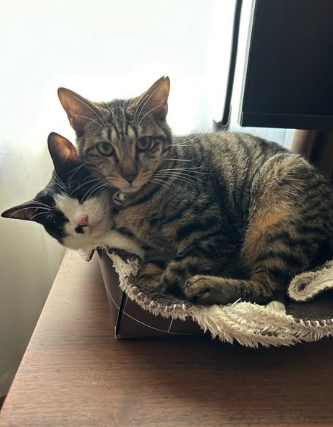 浅いカゴの中に折り重なって入っている2匹の猫