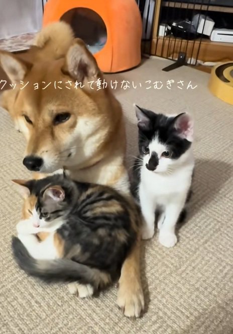 柴犬の腕の上に乗っている子猫と隣に座る子猫