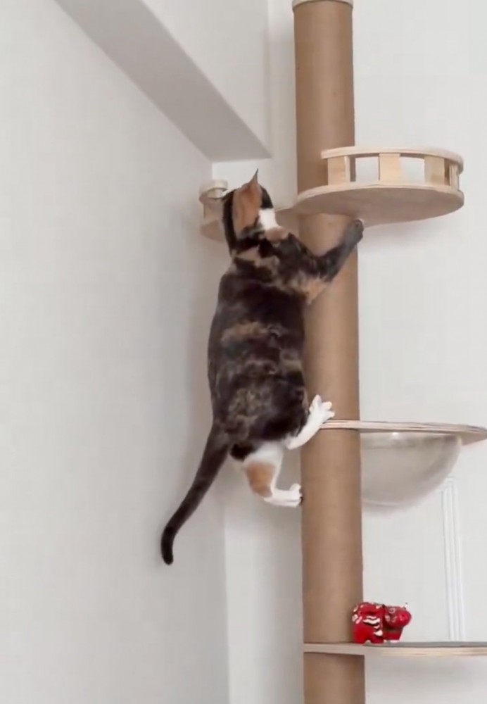 テッペンを覗く猫2