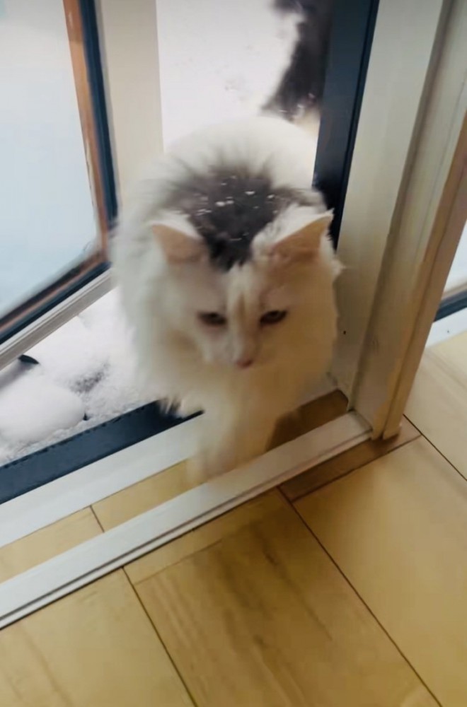 家に入ってくるノルウェージャン