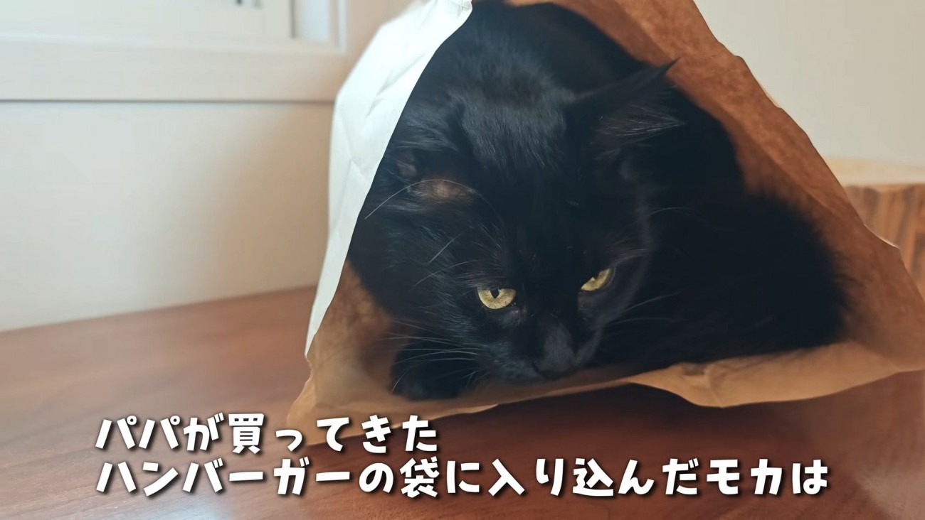 すっぽり紙袋に入るモカちゃん