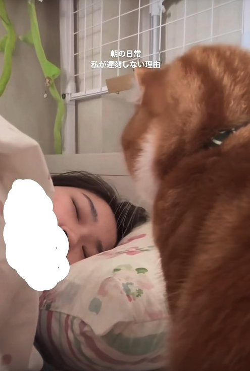 目を瞑っている飼い主を見つめる猫