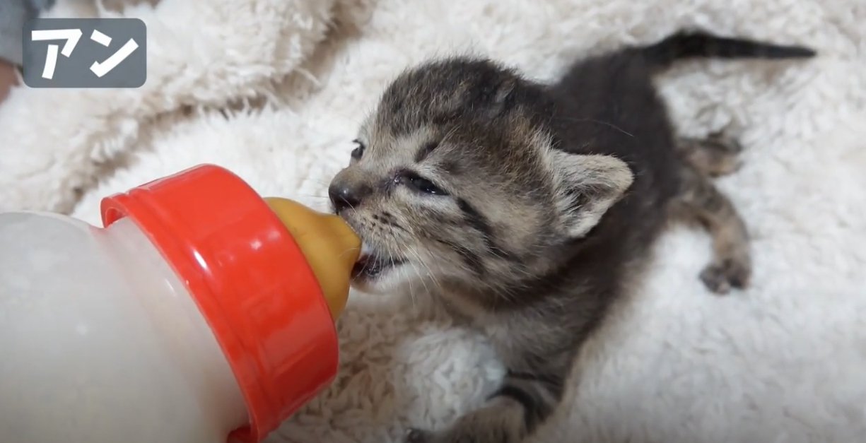 ミルクを飲むキジトラの子猫