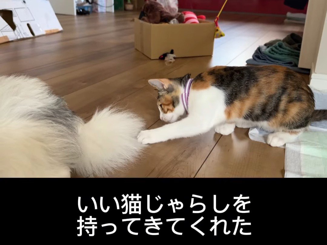 犬のしっぽに触る猫