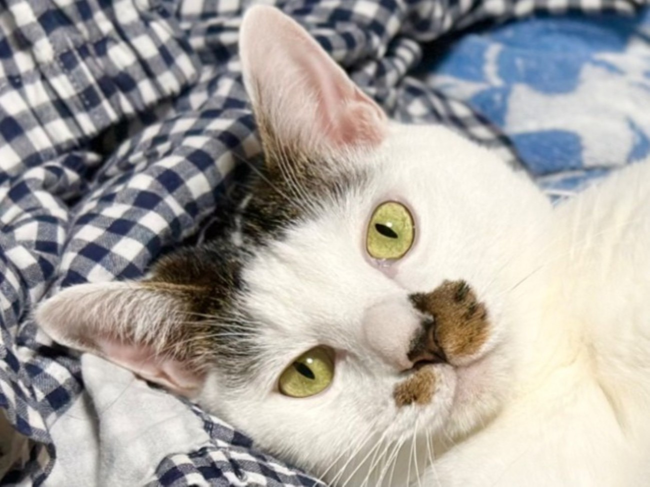真面目な表情をした猫の顔のアップ