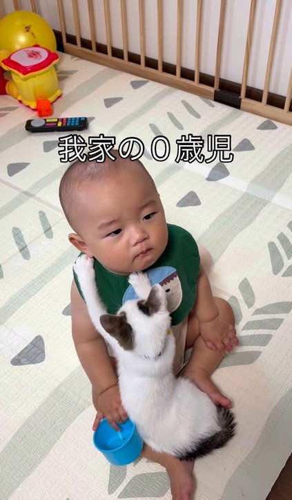 赤ちゃんの胸元に前足を伸ばすつなちゃん