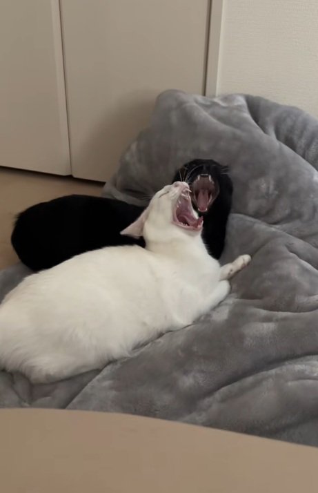 布団の上であくびをする白猫と黒猫