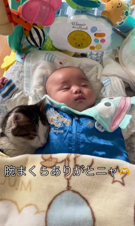 赤ちゃんと猫
