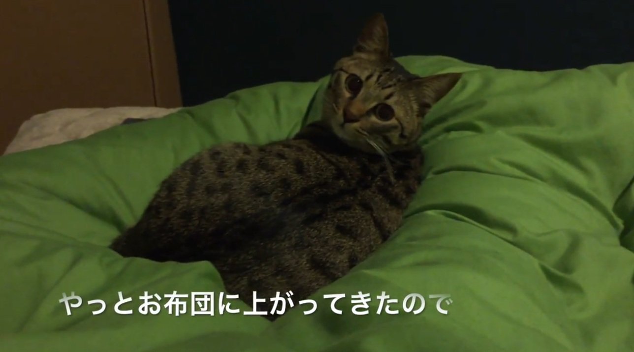 ベッドでくつろぐ猫