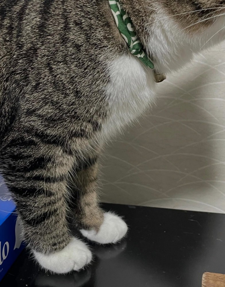 猫の足