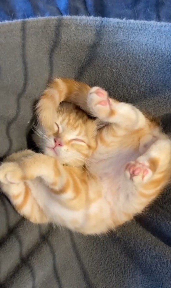 寝ている茶トラ（縦長）