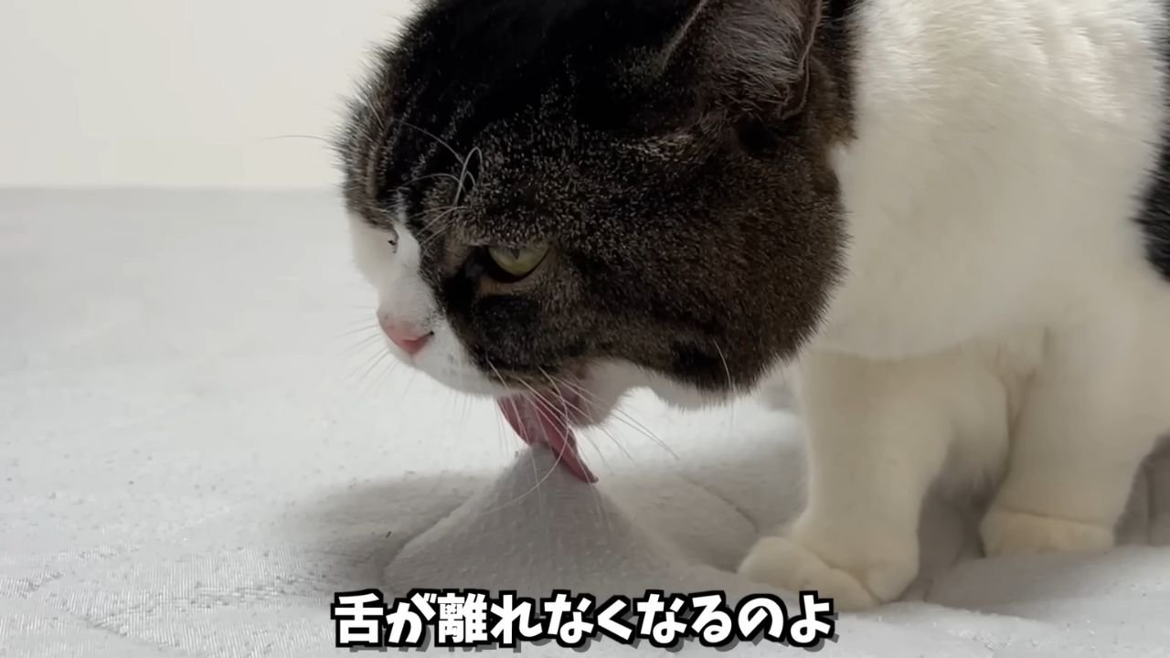 布団を舐める猫