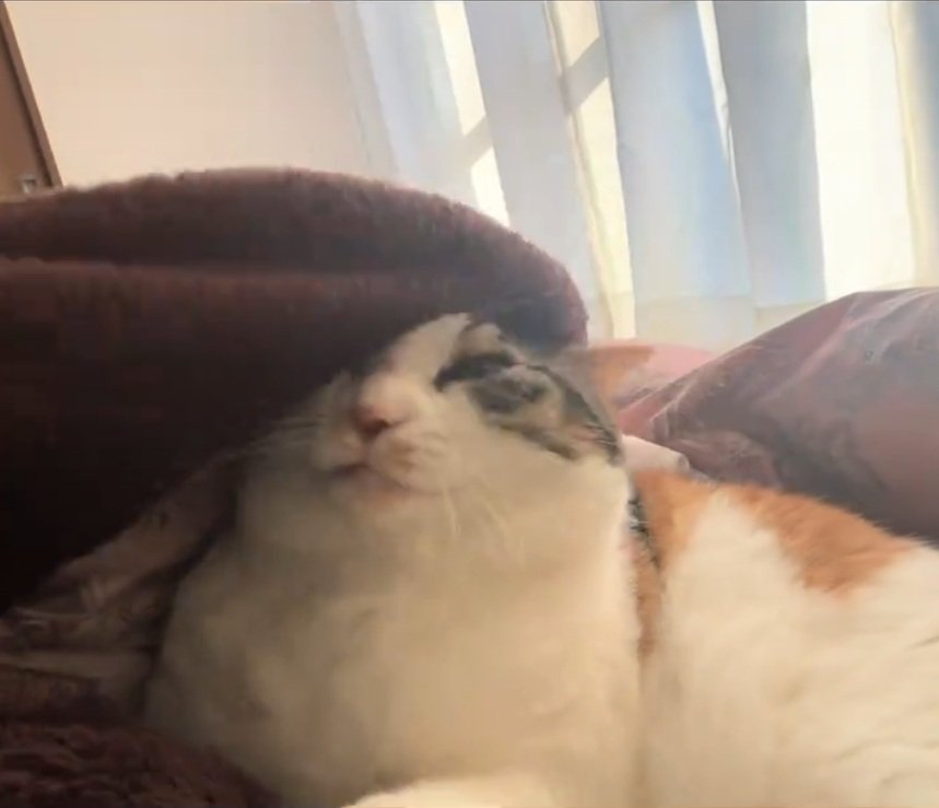 顔がめり込む猫