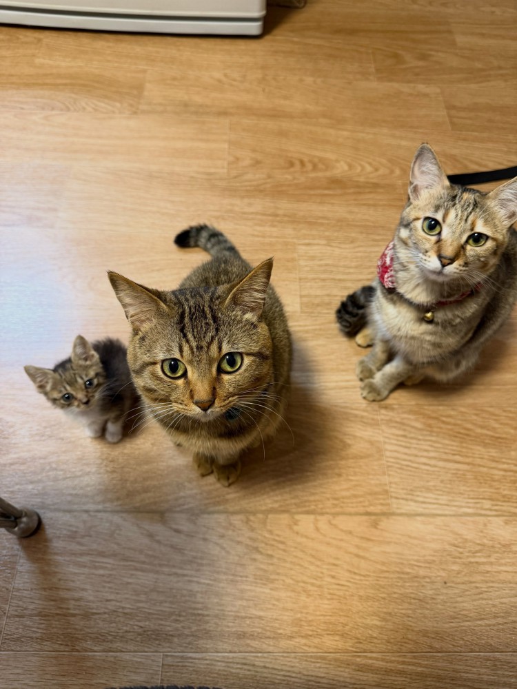 見上げる3匹の猫