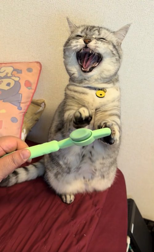 後ろ足で立って威嚇している猫