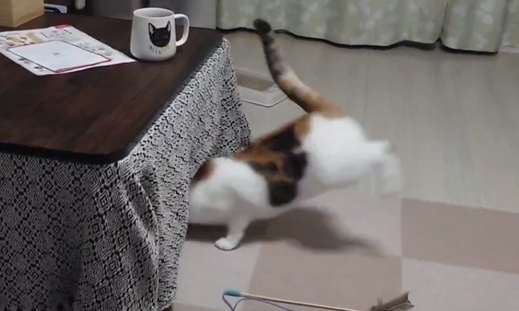 こたつに入っていく三毛猫