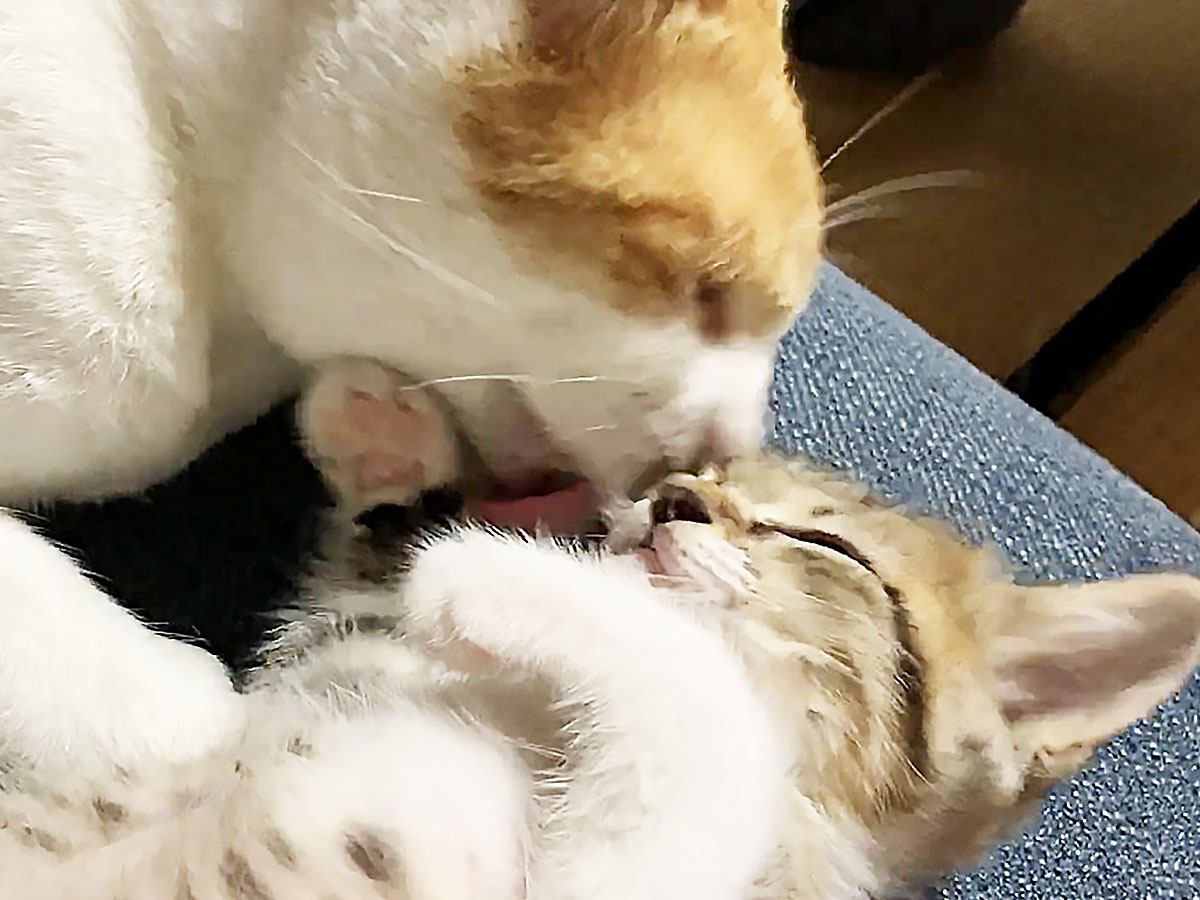 毛づくろい』が上手に出来ない子猫→先輩猫が抱き寄せて…まるで