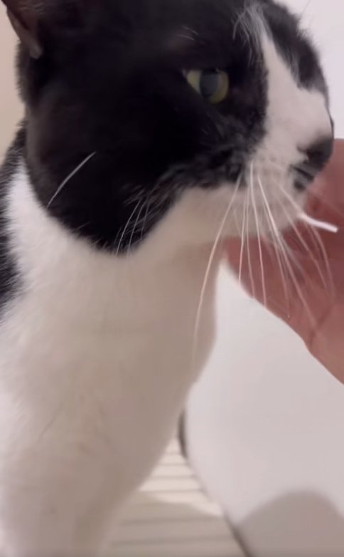 浴槽のふたの上で撫でられている猫