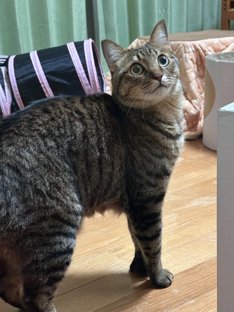 振り向く猫
