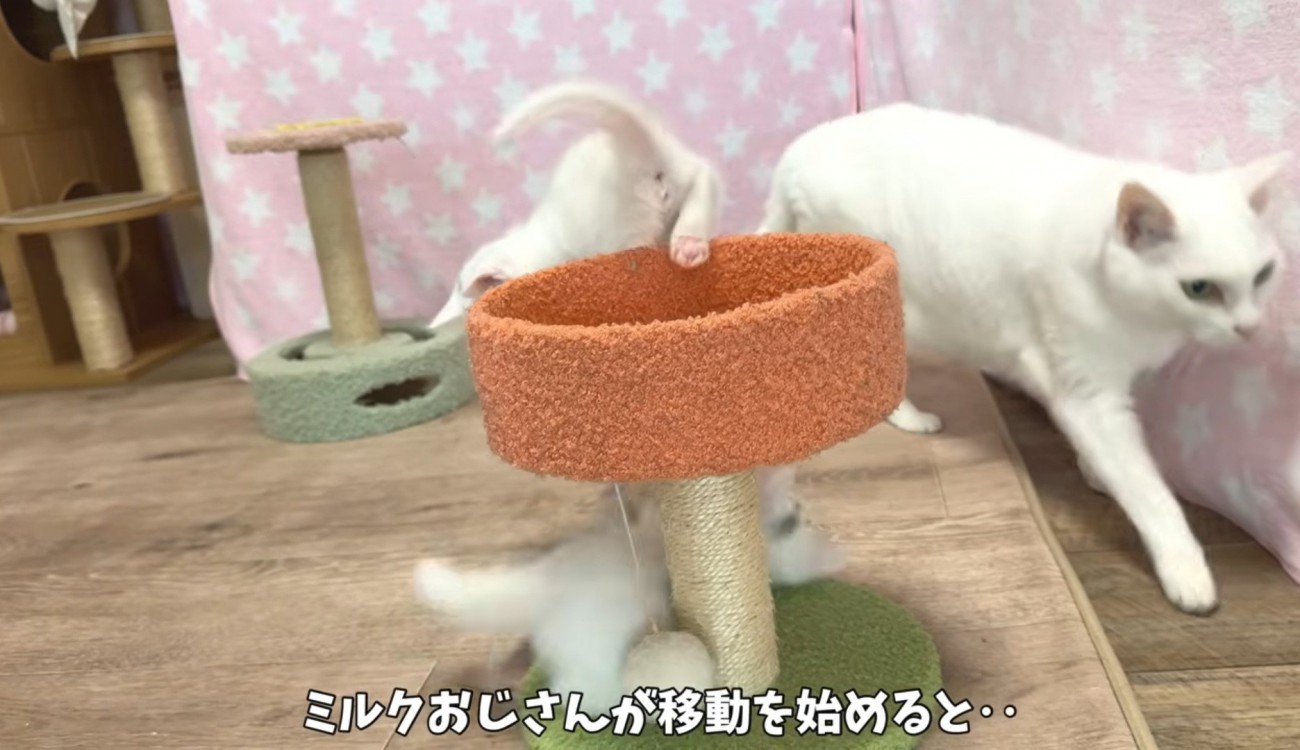 遊んでいる子猫の横を通り過ぎる成猫