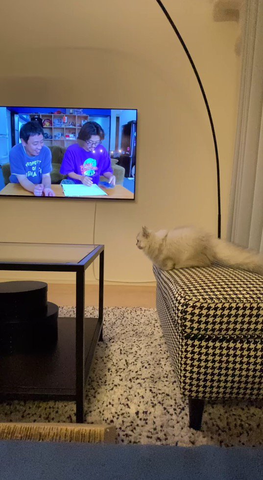 スツールの上で足踏みをする猫