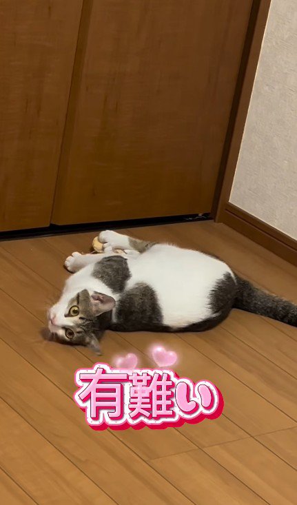 床に転がる猫
