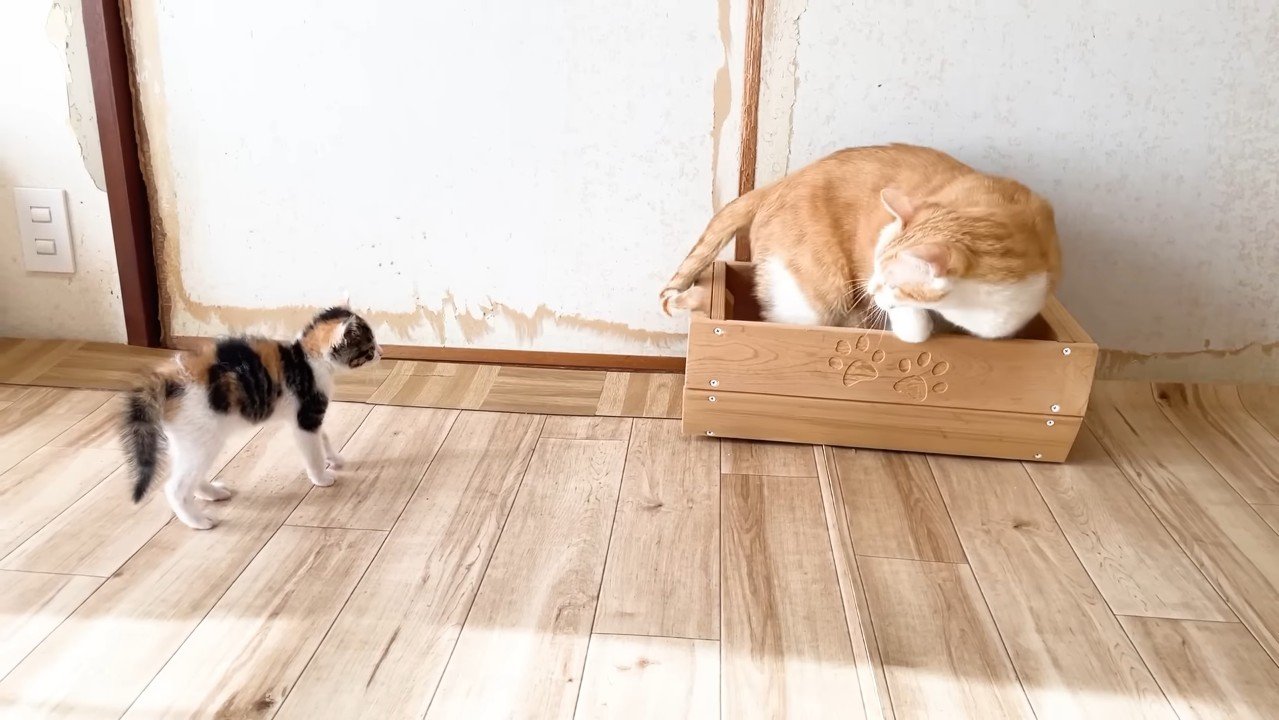 毛が逆立つ三毛ちゃん