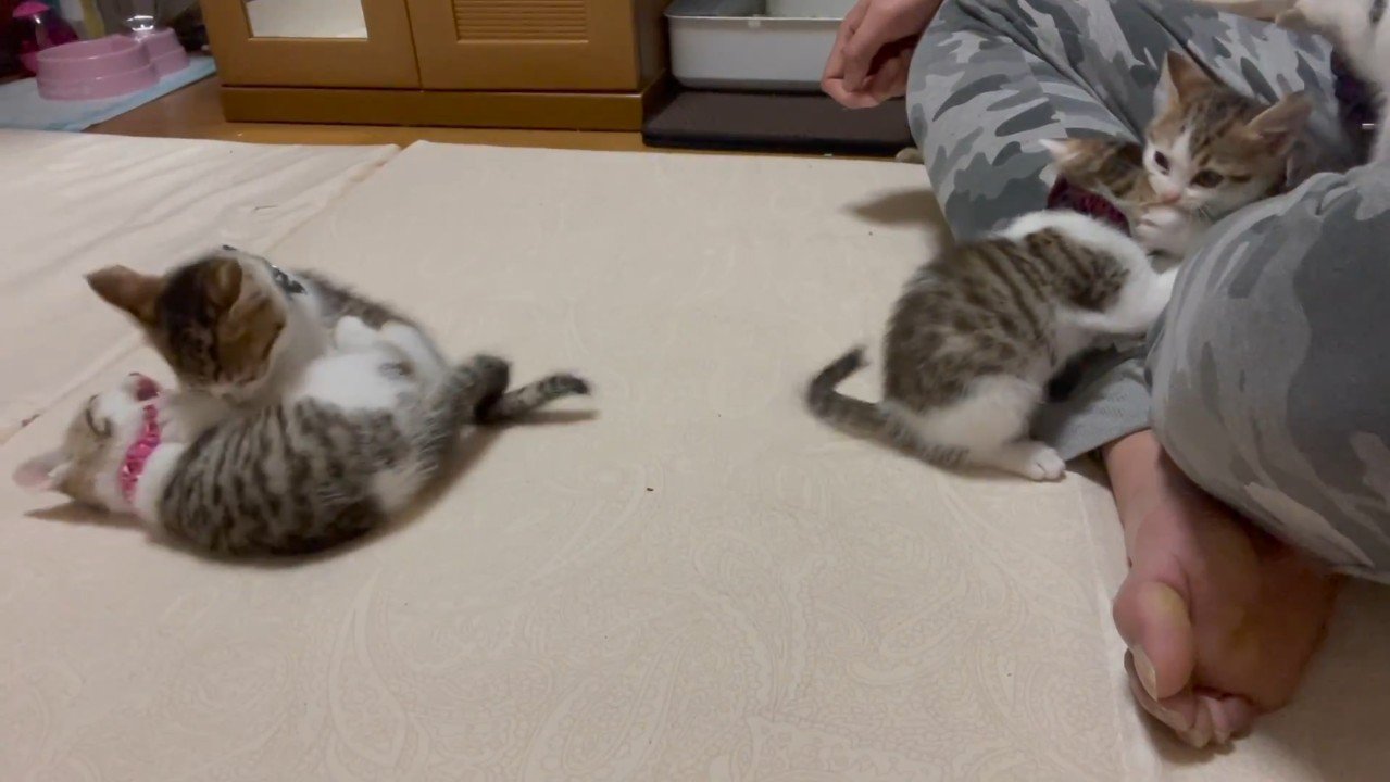 二組のニャンプロ