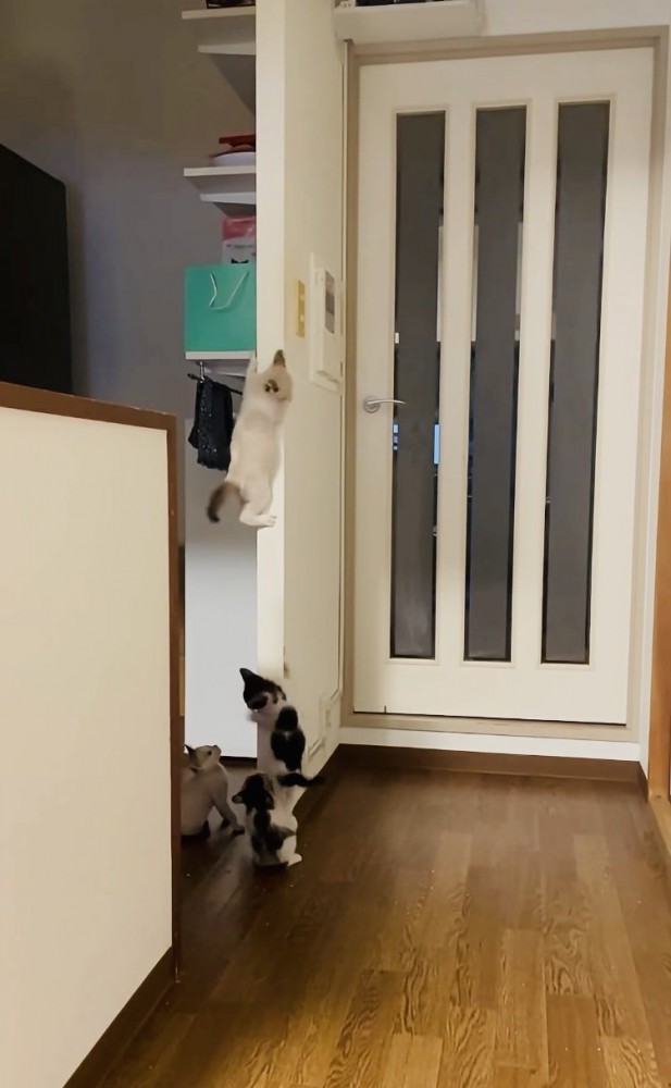 袖壁からずり落ちる子猫と避難する3匹の子猫