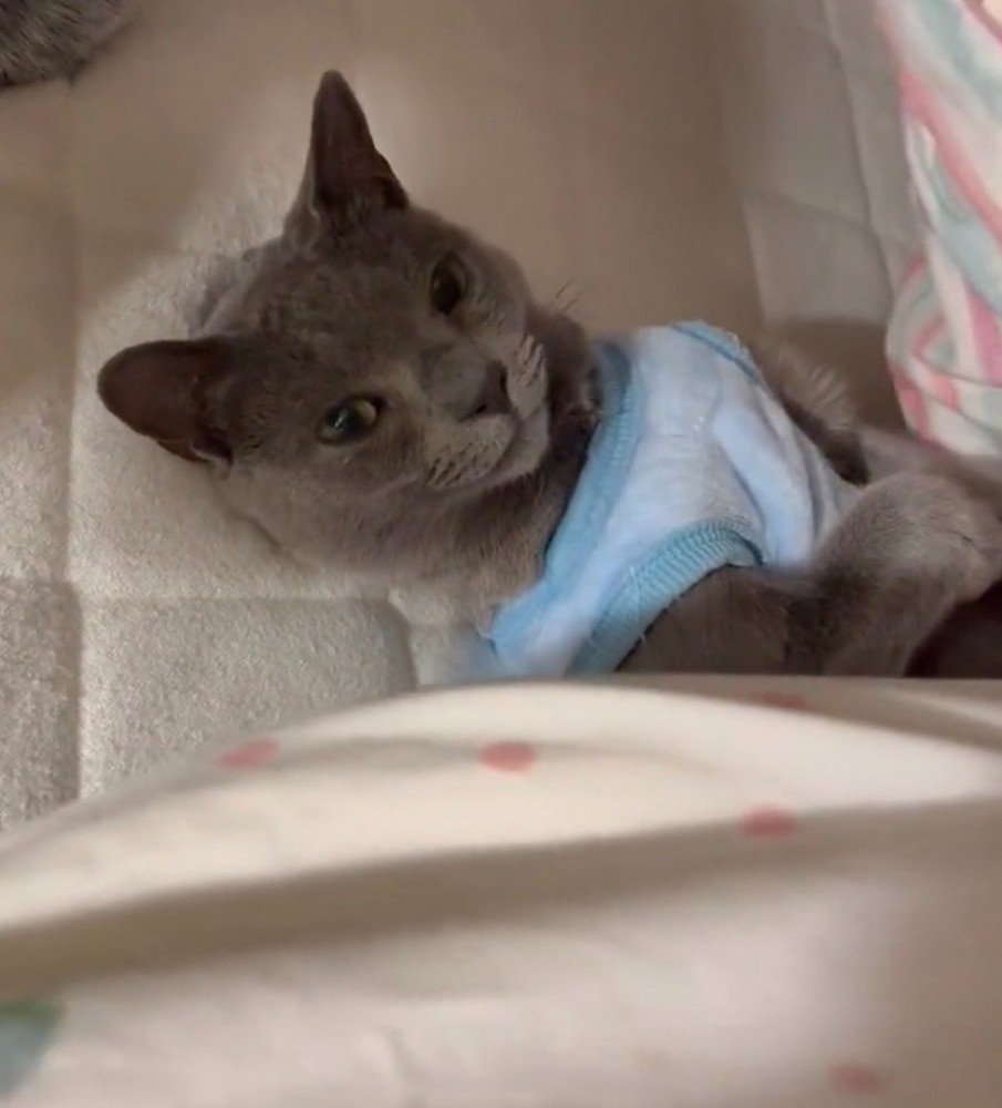 猫にかかっている布団をめくる飼い主